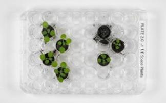 A la izquierda, los brotes 'Arabidopsis' plantados en ceniza volcánica, a la derecha, los plantados en suelo lunar.