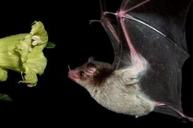 Un murciélago pudo contagiar el coronavirus a un investigador de Wuhan, sostiene la OMS.