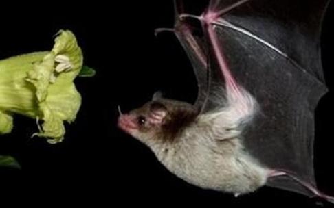 Un murciélago pudo contagiar el coronavirus a un investigador de Wuhan, sostiene la OMS. Un murciélago pudo contagiar el coronavirus a un investigador de Wuhan, sostiene la OMS.