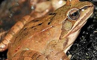 Rana ágil. Foto: A.O.