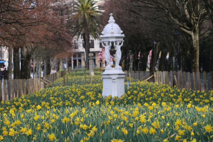 Narcisos en flor en el paseo de Francia.