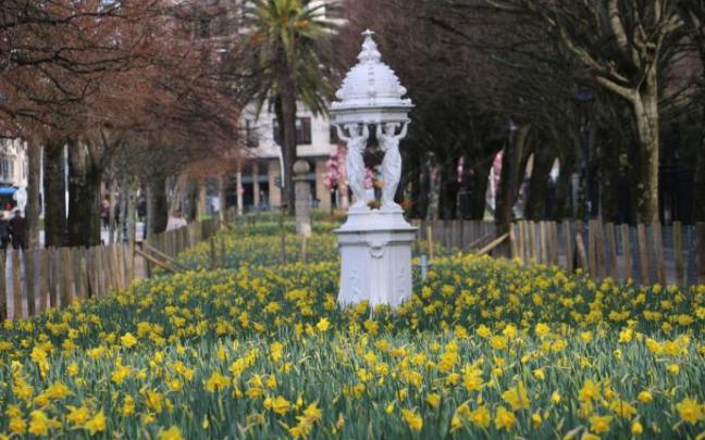 Narcisos en flor en el paseo de Francia.