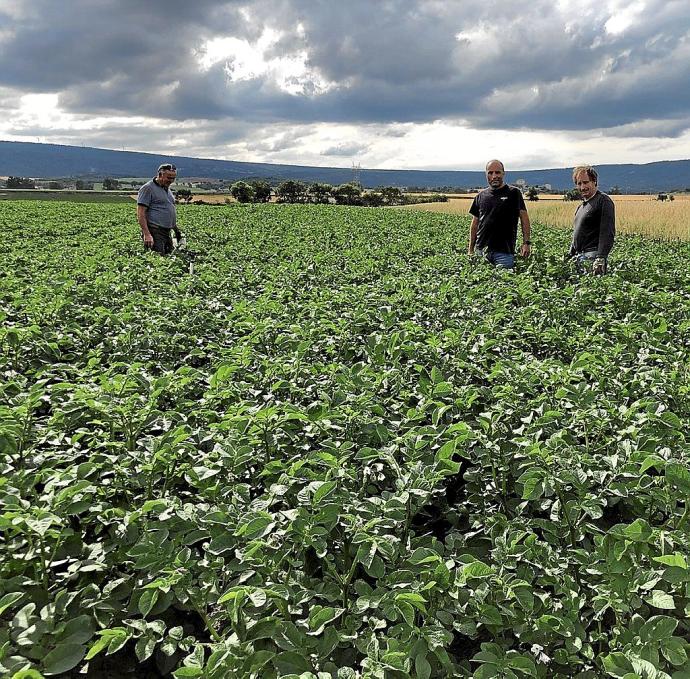 Campo de patatas creado por Neiker.