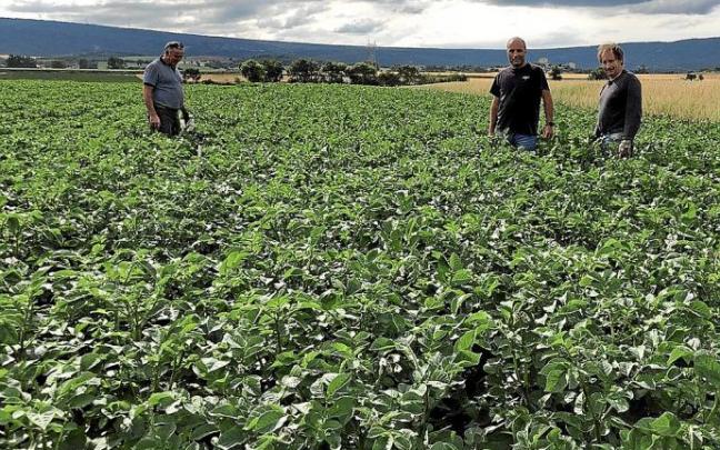 Campo de patatas creado por Neiker.