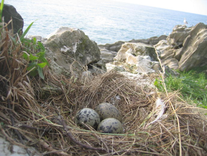 Huevos de gaviota patiamarilla en la isla Santa Clara