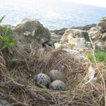Huevos de gaviota patiamarilla en la isla Santa Clara