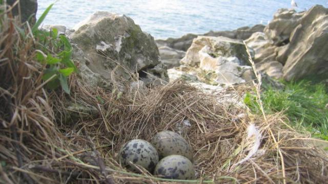 Huevos de gaviota patiamarilla en la isla Santa Clara