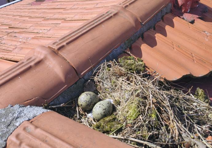 Dos huevos en un nido en un tejado de viviendas.