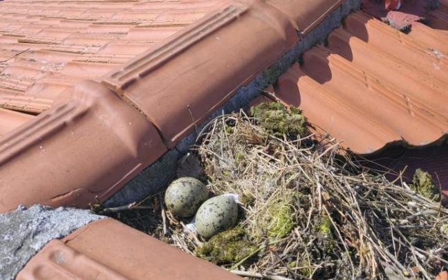 Dos huevos en un nido en un tejado de viviendas. Dos huevos en un nido en un tejado de viviendas.