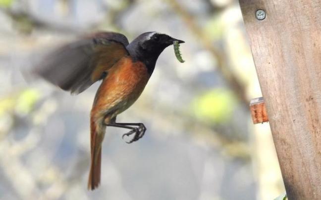 Un tercio de las aves anida antes en comparación con hace 120 años. Un tercio de las aves anida antes en comparación con hace 120 años.