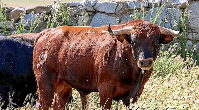 Utrero colorado de fina estampa de la ganadería anunciada hoy de San Román. Vanesa Gor