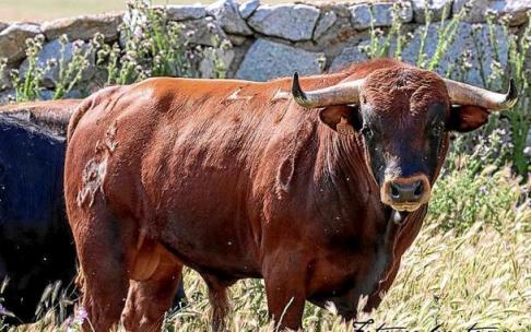 Utrero colorado de fina estampa de la ganadería anunciada hoy de San Román. Vanesa Gor