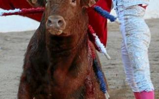 Montero pasa por alto al precioso y serio 2º, 'Veleto'.