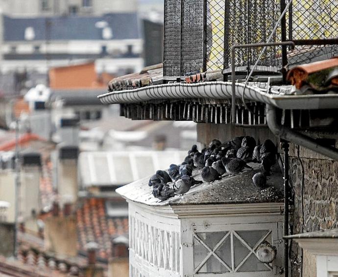 Palomas protegiéndose de la lluvia en un mirador de Vitoria. Foto: J.M.