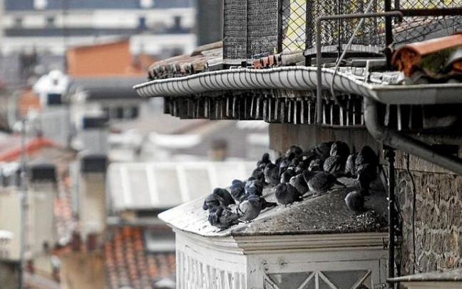 Palomas protegiéndose de la lluvia en un mirador de Vitoria. Foto: J.M.