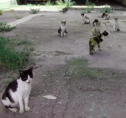 La colonia de gatos que se encuentra en la antigua fábrica de pintura de Erandio.