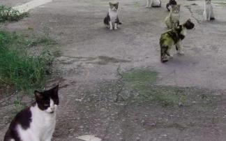 La colonia de gatos que se encuentra en la antigua fábrica de pintura de Erandio.