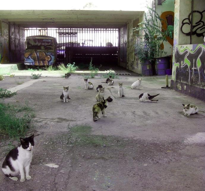 La colonia de gatos que se encuentra en la antigua fábrica de pintura de Erandio.