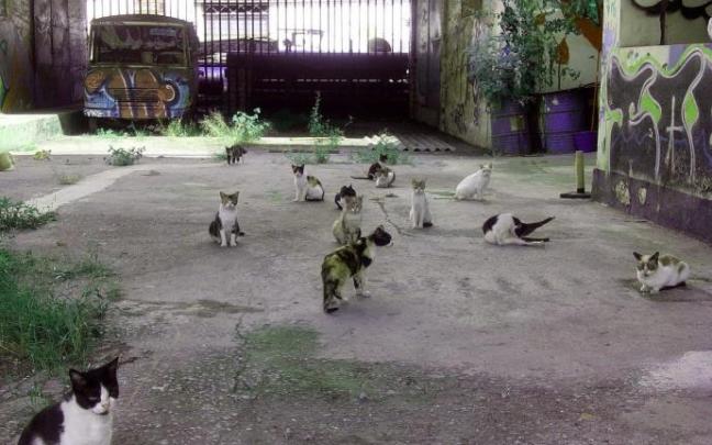 La colonia de gatos que se encuentra en la antigua fábrica de pintura de Erandio.