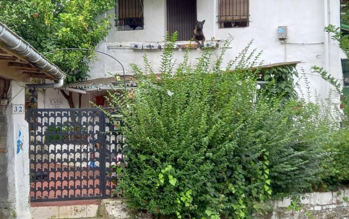 Un pastor belga es desde hace varios días el único inquilino de la casa okupada en el número 32 del barrio de La Escontrilla.