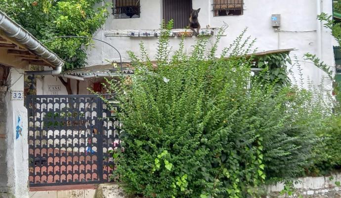 El único habitante de la casa es un perro pastor belga.