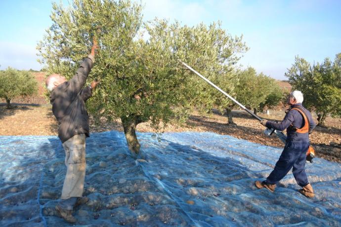 Recogida de la aceituna en Rioja Alavesa.