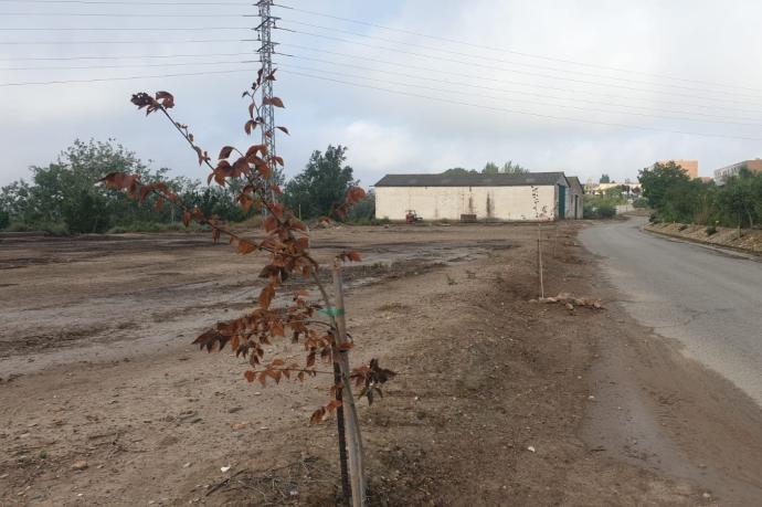 Acto vandálico en Corella: envenenan los olmos plantados como homenaje a las víctimas del Covid-19