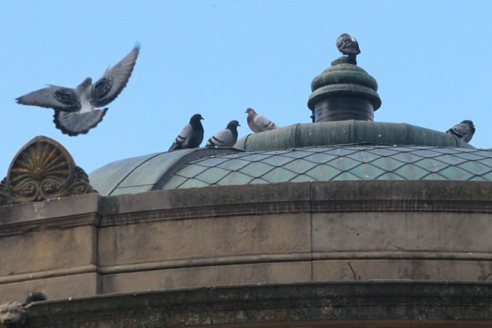 Palomas en el centro de Pamplona