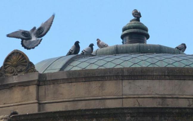 Palomas en el centro de Pamplona Palomas en el centro de Pamplona