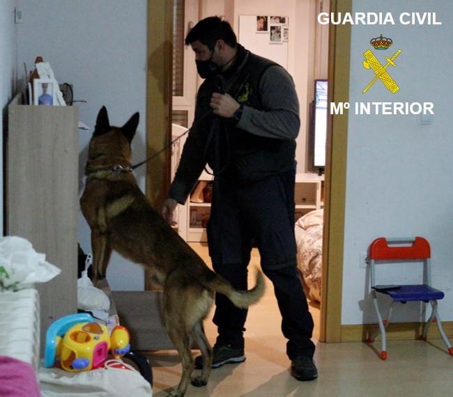 Un perro busca en un registro domiciliario.