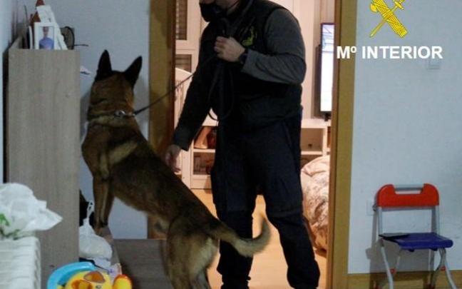 Un perro busca en un registro domiciliario.