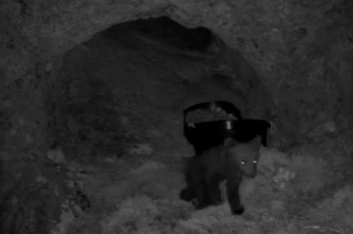 El osezno, captado por las cámaras instaladas dentro de la cueva.