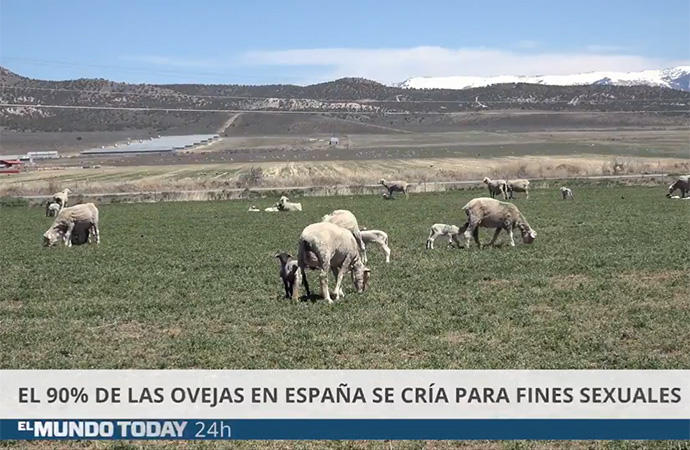 Imagen de la videonoticia humorística sobre el pastoreo de El Mundo Today.
