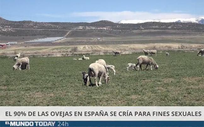 Imagen de la videonoticia humorística sobre el pastoreo de El Mundo Today. Imagen de la videonoticia humorística sobre el pastoreo de El Mundo Today.