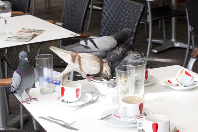Palomas comiendo los restos de comida en una mesa de la terraza del Café Iruña.