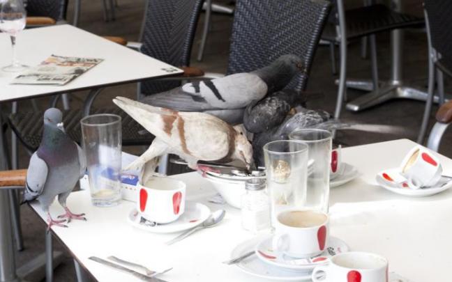 Palomas comiendo los restos de comida en una mesa de la terraza del Café Iruña.