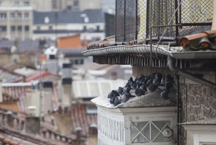 Palomas protegiéndose de la lluvia.