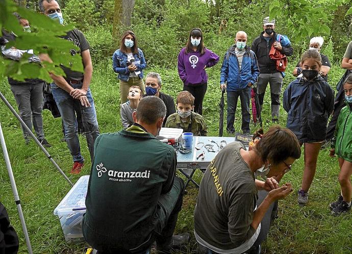 Varias personas observan como Ariñe Buspudía, anilladora voluntaria en Aranzadi, sopla para ver el sexo del pájaro.