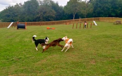 La nueva área para perros se ubica en la parte trasera del polideportivo de Iparralde.