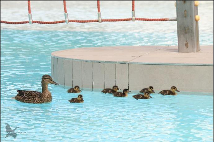 La madre con sus pollitos, nadando en las piscinas de Anaitasuna.