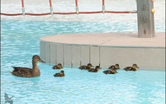 La madre con sus pollitos, nadando en las piscinas de Anaitasuna.