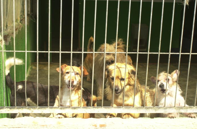 Adopción de perros en la perrera de Artxanda.