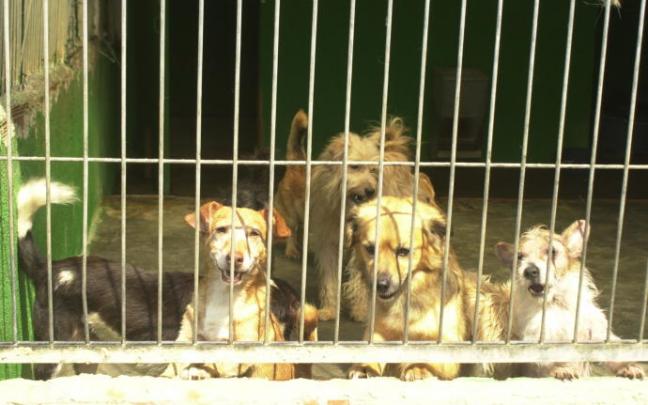 Adopción de perros en la perrera de Artxanda.