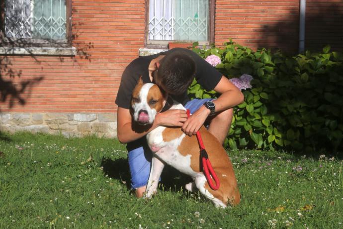 Un perro siendo acariciado por su dueño