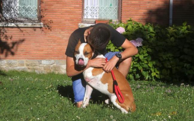 Un perro siendo acariciado por su dueño Un perro siendo acariciado por su dueño
