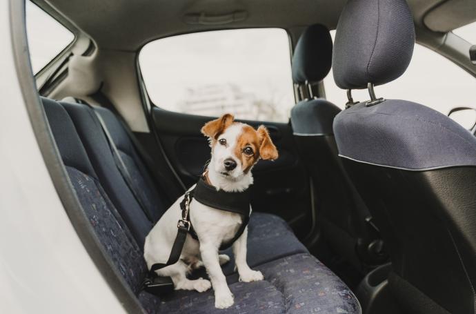 Los riesgos de viajar con perro en coche sin la sujeción correcta