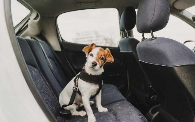Un perro de raza jack russell sujeto con un arnés al asiento trasero de un coche y que le permite tener a su dueño a la vista.