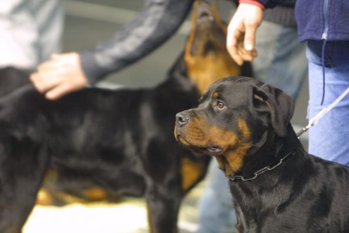 Perro de la raza Rottweiler