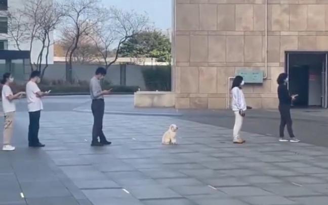 El perro, respetando perfectamente la cola y manteniendo la distancia de seguridad.