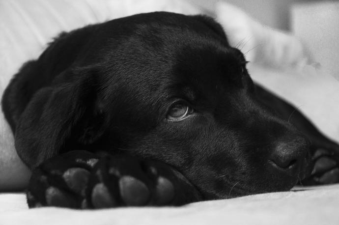 La apatía, el cansancio excesivo y el decaimiento son algunos síntomas que muestras los perros afectados por el gusano del corazón.